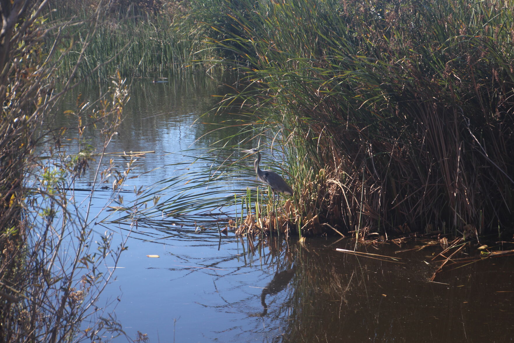 bird in ballona